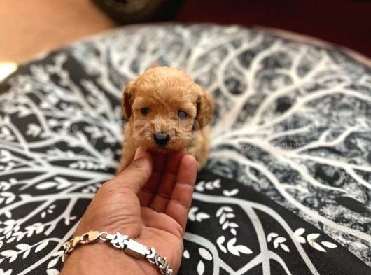 Tea Cup Sevenlere Özel Malti̇poo Yavrulari görsel