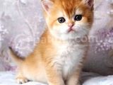 Bri̇ti̇sh Shorthai̇r Golden
