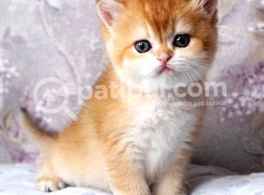 Bri̇ti̇sh Shorthai̇r Golden