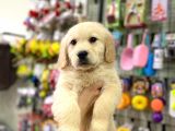Safkan Golden Retriever Yavrular