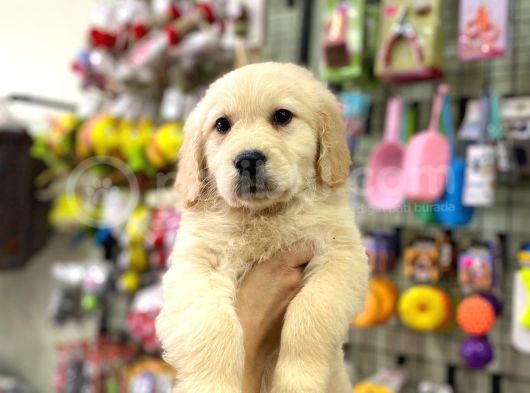 Safkan Golden Retriever Yavrular görsel