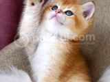 Bri̇ti̇sh Shorthai̇r Golden