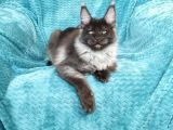 Mainecoon Black Smoke Erkek Show Class (Pet)