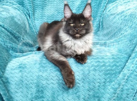 Mainecoon Black Smoke Erkek Show Class (Pet) görsel