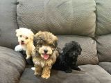 NADİR RENK ANATOMİLİ MALTİPOO YAVRULARI