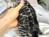 Silver Bengal (pet Secereli)