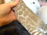 Snow Bengal (pet Secereli)