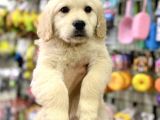Safkan golden retriever yavrular