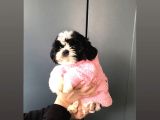 Evde Kendi Köpeklerimin Yavrusu