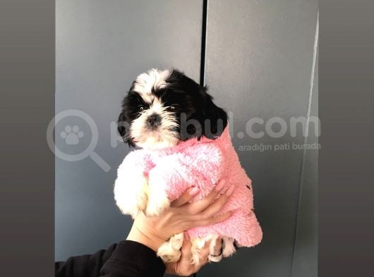Evde Kendi Köpeklerimin Yavrusu görsel