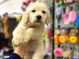 Safkan Golden Retriever Yavrular