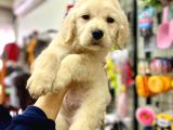 Safkan Golden Retriever Yavrular
