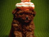 Mutluluk Kaynaği Red Brown Toy Poodle Bebekler