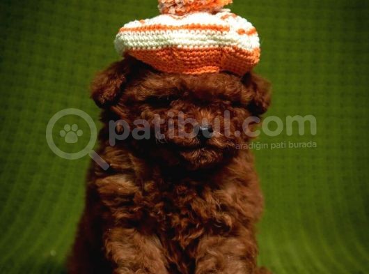 Mutluluk Kaynaği Red Brown Toy Poodle Bebekler görsel