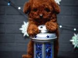 MUTLULUK KAYNAĞI RED BROWN TOY POODLE BEBEKLER