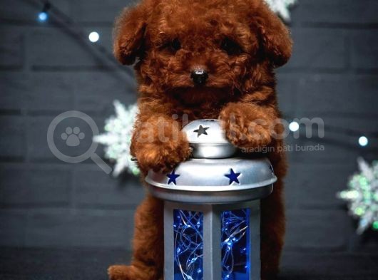 Mutluluk Kaynaği Red Brown Toy Poodle Bebekler