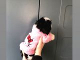 Evde Kendi Köpeklerimin Yavrusu