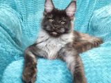 Mainecoon Black Smoke Erkek Show Class (pet)
