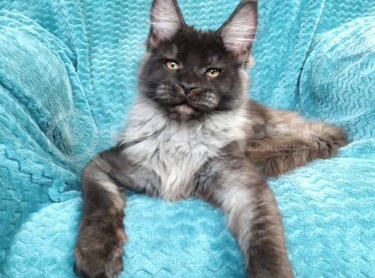 Mainecoon Black Smoke Erkek Show Class (Pet)