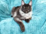 Mainecoon Black Smoke Erkek Show Class (Pet)