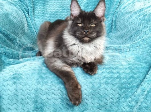 Mainecoon Black Smoke Erkek Show Class (Pet) görsel
