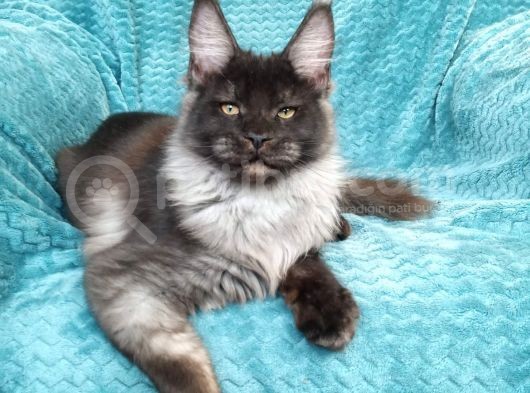 Mainecoon Black Smoke Erkek Show Class (Pet) görsel