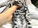 Silver Bengal (Pet Secereli)