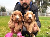 Cavapoo Yavruları