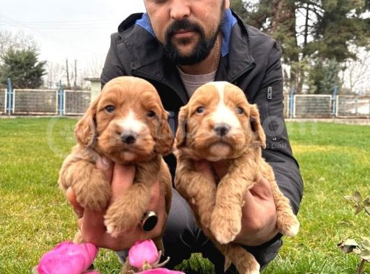Cavapoo Yavruları