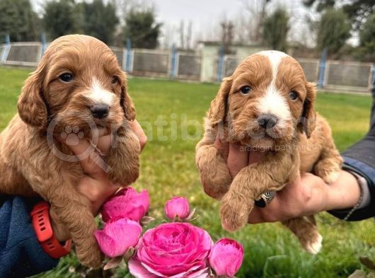 Cavapoo Yavruları görsel