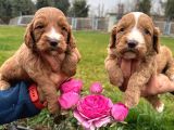Cavapoo Yavruları