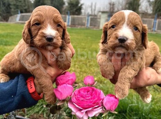 Cavapoo Yavruları görsel