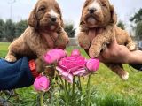 Cavapoo Yavruları