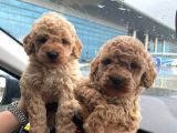 KORE KANI TOY POODLE BEBEKLERIMIZ