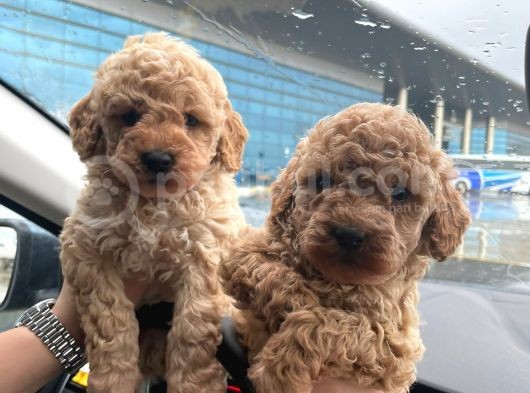 Kore Kani Toy Poodle Bebeklerimiz