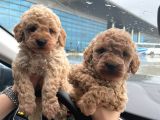 Kore Kani Toy Poodle Bebeklerimiz