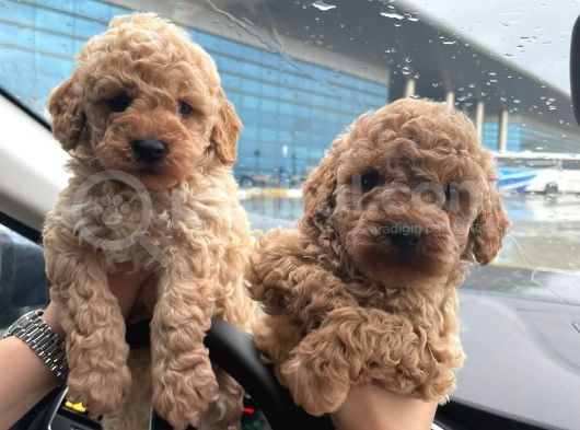 Kore Kani Toy Poodle Bebeklerimiz görsel