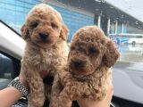 Kore Kani Toy Poodle Bebeklerimiz