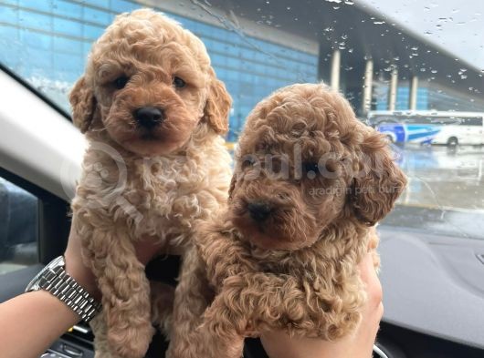 Kore Kani Toy Poodle Bebeklerimiz görsel