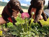Çikolata Labrador