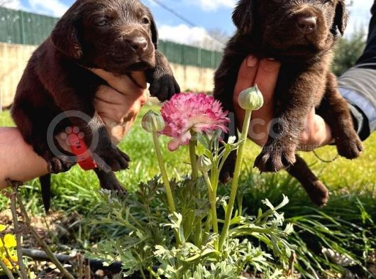 Çikolata Labrador görsel