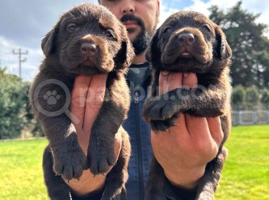 Çikolata Labrador görsel