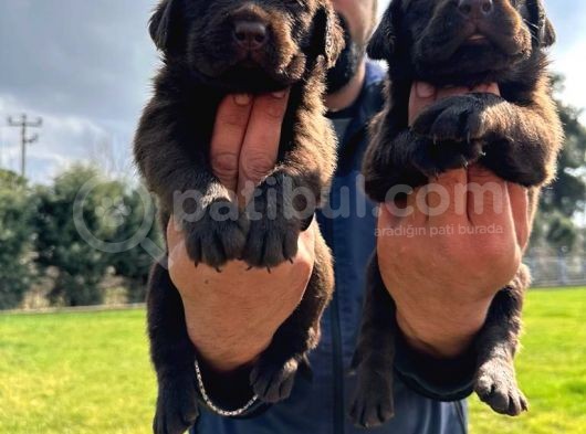 Çikolata Labrador görsel