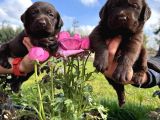 Çikolata Labrador