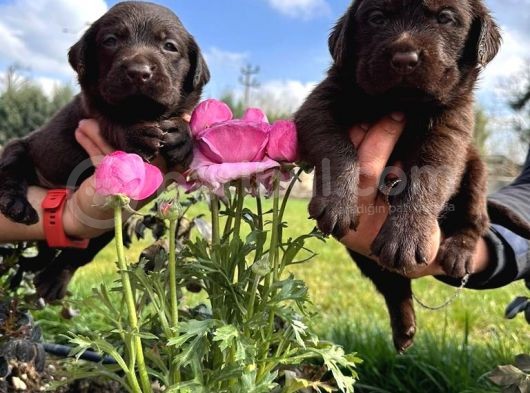 Çikolata Labrador