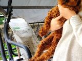 Toy Poodle 6.5 Aylık Full Asılı Eğitimli Erkegimiz