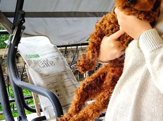 Toy Poodle 6.5 Aylık Full Asılı Eğitimli Erkegimiz görsel
