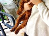 Toy Poodle 6.5 Aylık Full Asılı Eğitimli Erkegimiz