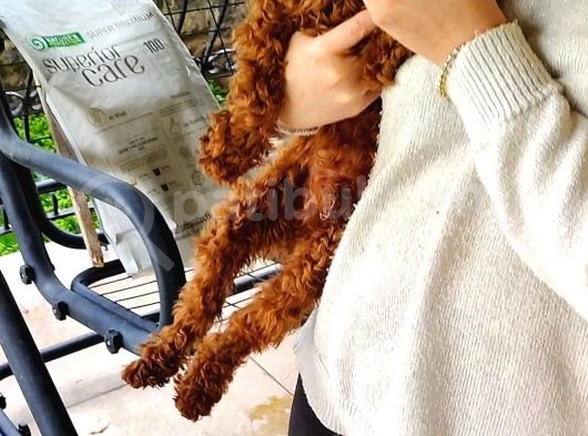 Toy Poodle 6.5 Aylık Full Asılı Eğitimli Erkegimiz görsel