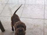Toy Poodle 6.5 Aylık Full Asılı Eğitimli Erkegimiz